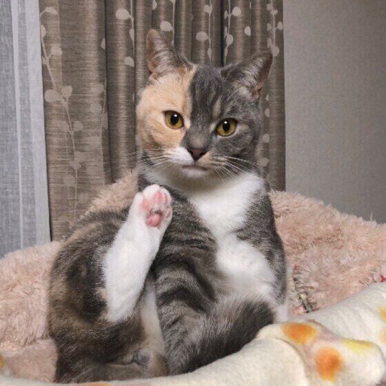 見つめるスコティッシュフォールド