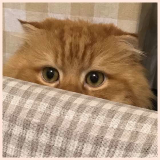 見つめるスコティッシュフォールド・ロングヘア