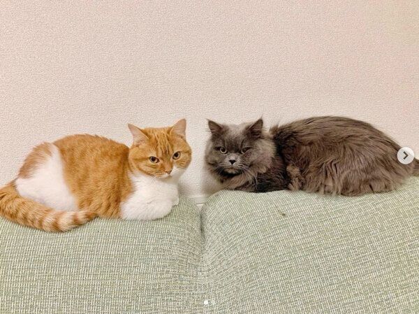 まったりするアオくん、ウニちゃん