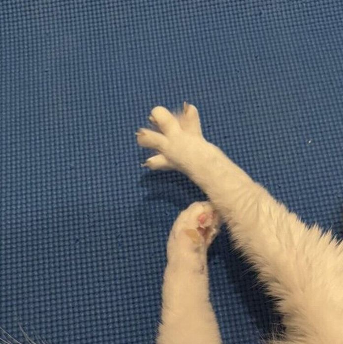 さばちゃんの後ろ足