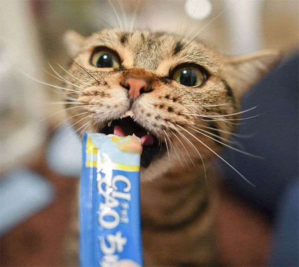 ちゅーるを食べる猫