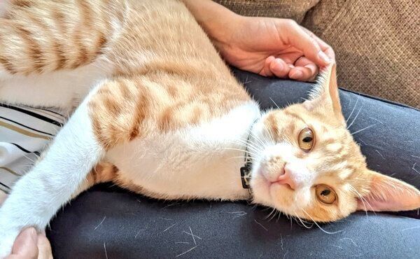 くつろぐ大豆くん