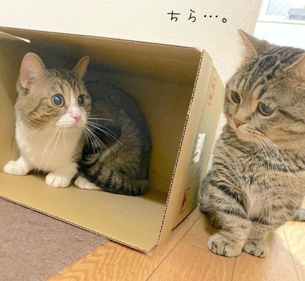 見つめ合うびあくんとびすくん