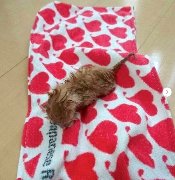 保護当時のシンバさん