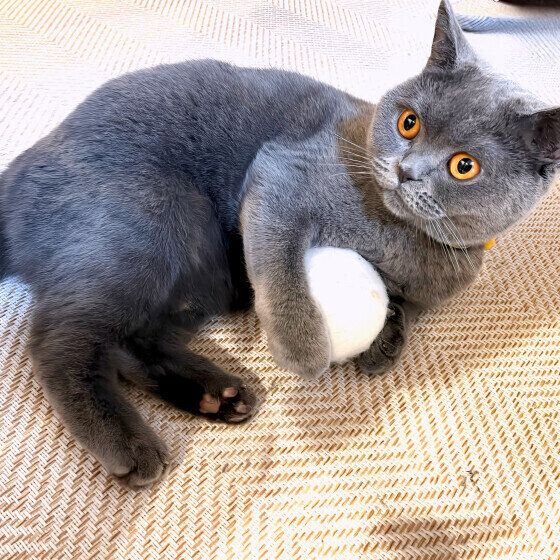 ブリティッシュショートヘアのスイちゃん