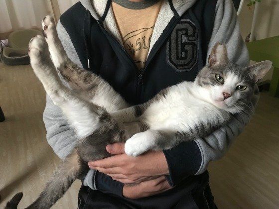 抱っこされるサバトラ