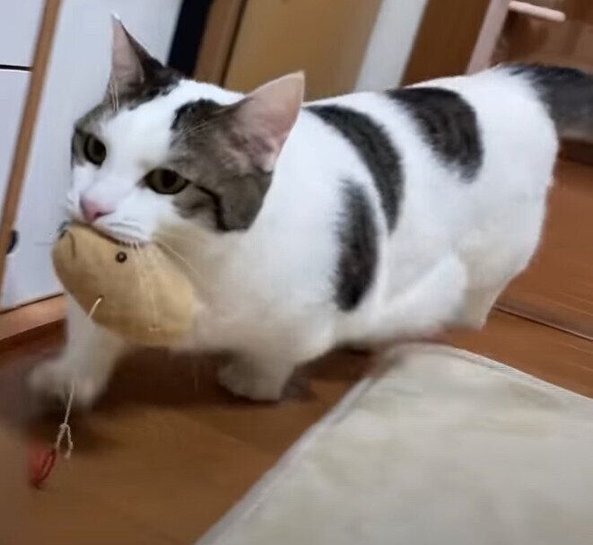 ねずみをくわえて悠々と歩く猫