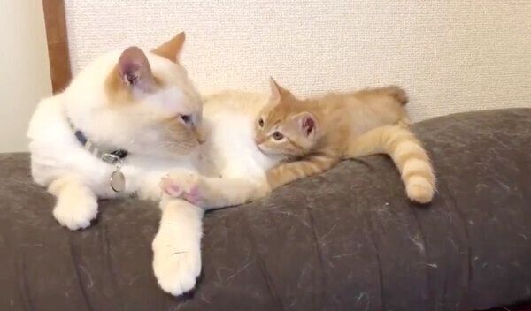 イチちゃんに甘えるあめちゃん