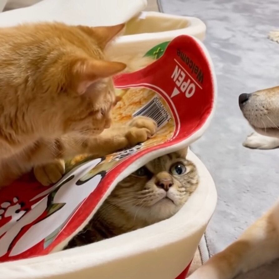 正規店 うどんねこ 様 専用 Teleacv Cl