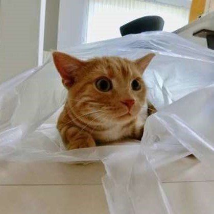 ポリ袋に入る猫