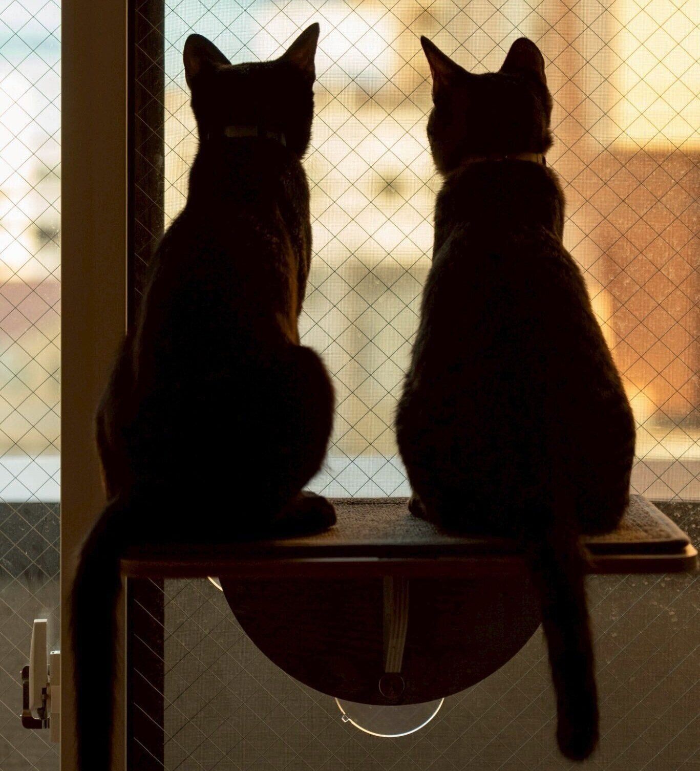 仲よく窓の外をながめるショビくんとロピくん