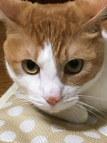 MIX　茶トラ　オス　むぎ