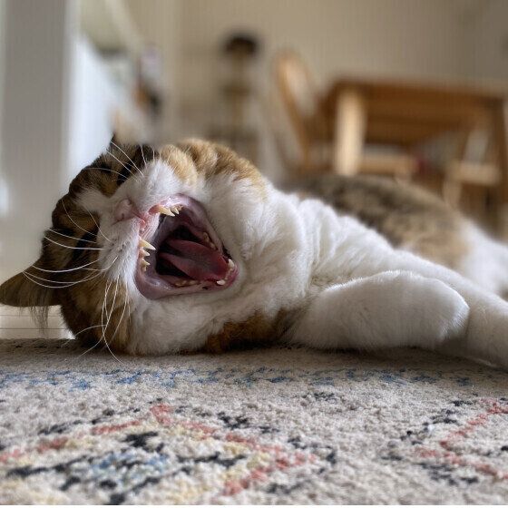 眠そうなスコティッシュフォールド