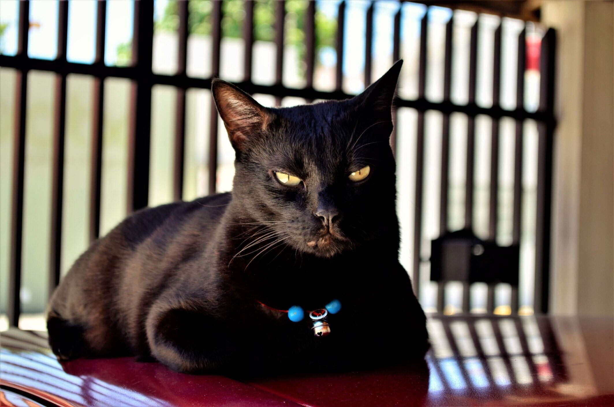 車の上に静かに横たわっている黒猫