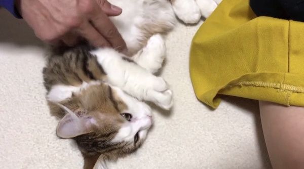 エアふみふみする猫