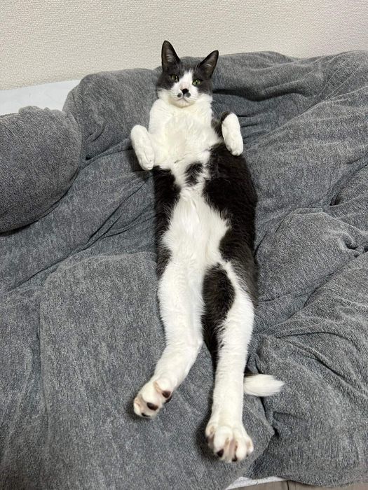2才の猫