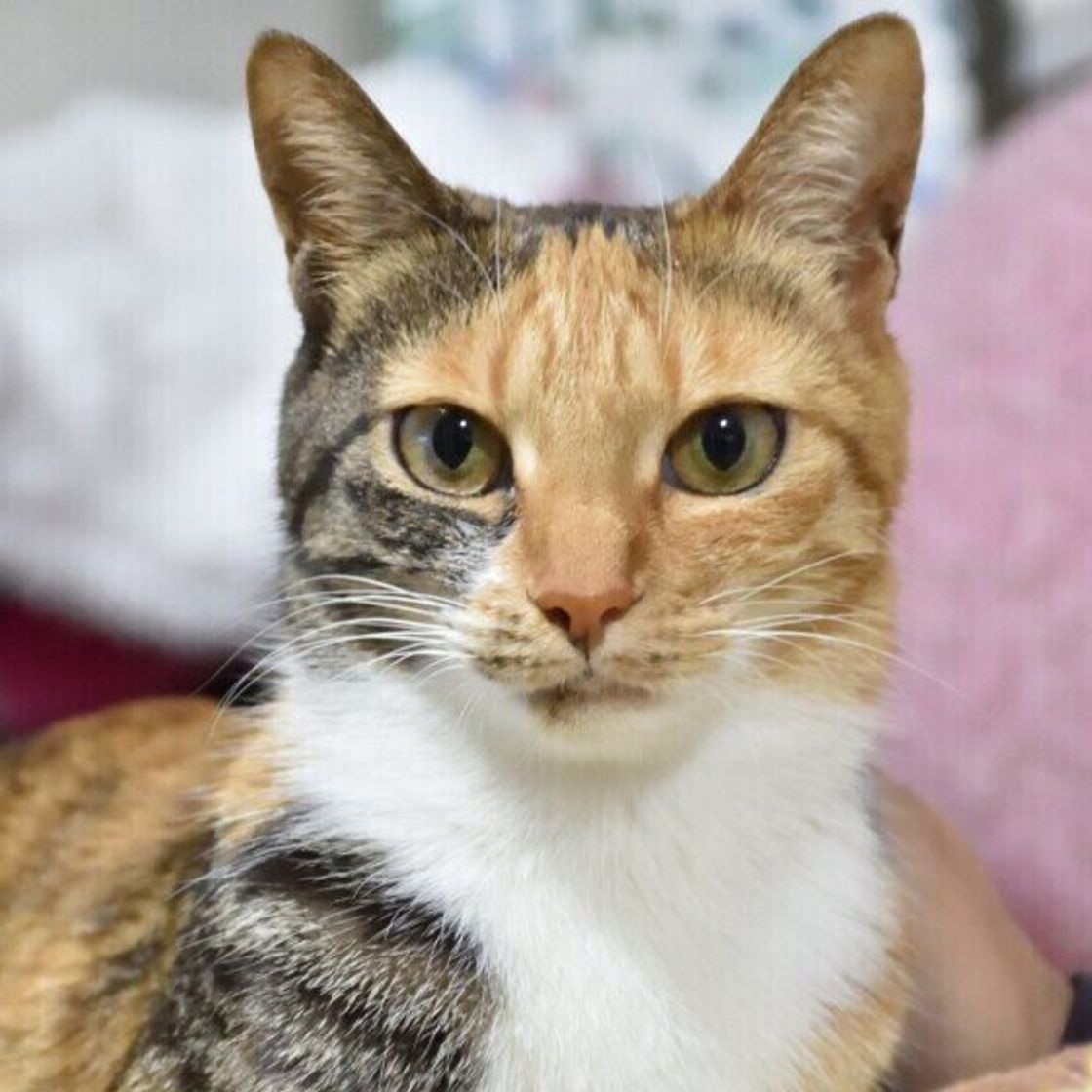 飼い主が風邪をひいて寝込んだ結果 猫のお世話にまつわる リアルな問題 が浮き彫りに ねこのきもちweb Magazine 飼い主が風邪をひいて寝込んだ結果 猫のお世話にまつわる リアルな問題 が浮き彫りに ねこのきもちweb Magazine