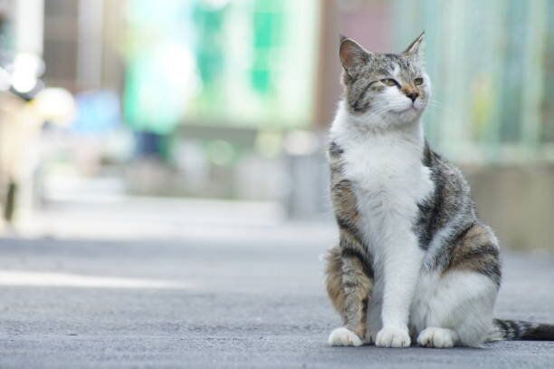 道路に座っている猫