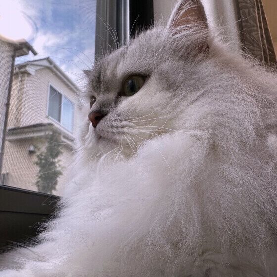 ラガマフィンのここちゃん