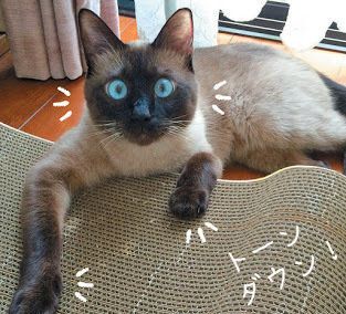 見つめる猫／「ねこのきもち」2016年11月号