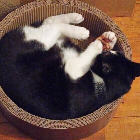 またたびで遊ぶ猫