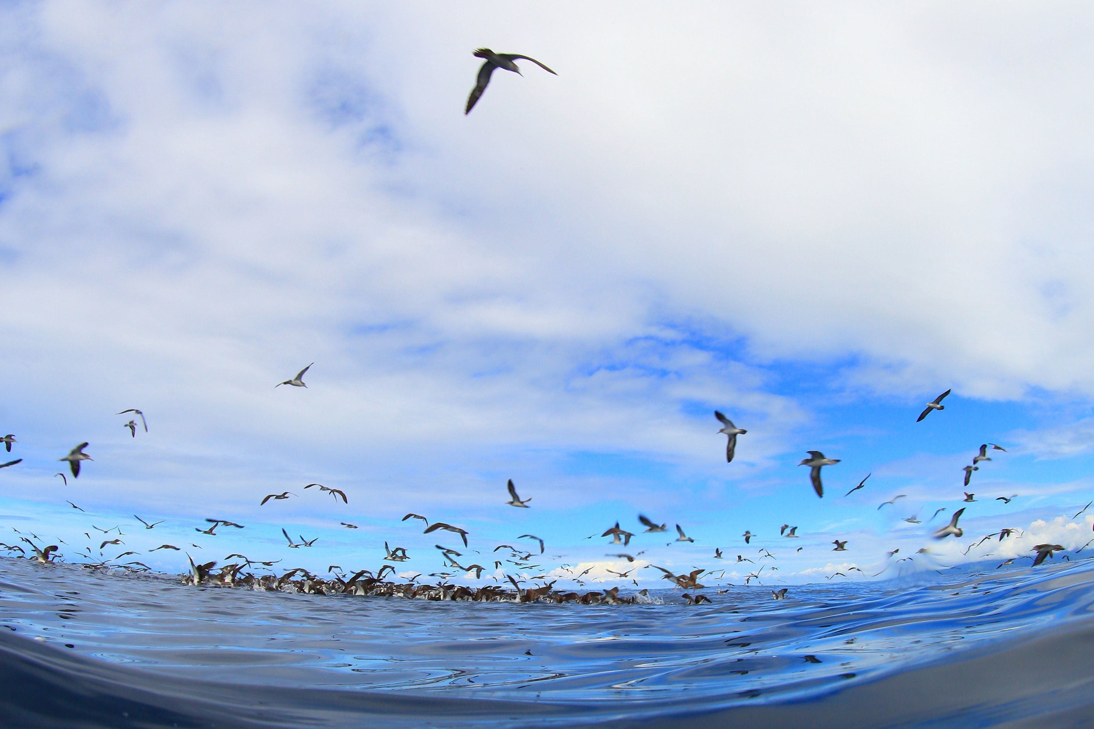 画像提供／御蔵島のオオミズナギドリを守りたい有志の会