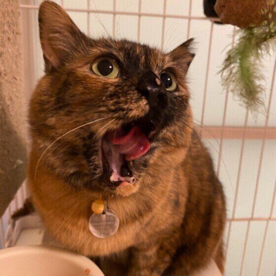 フードを食べるサビ猫