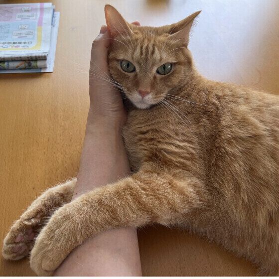 腕をつかむ茶トラ猫