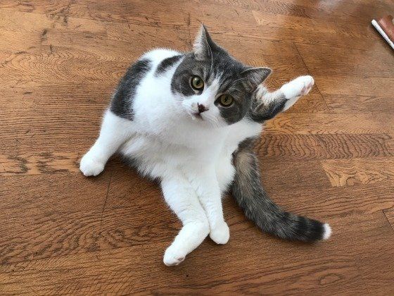 グルーミングをするスコティッシュフォールド