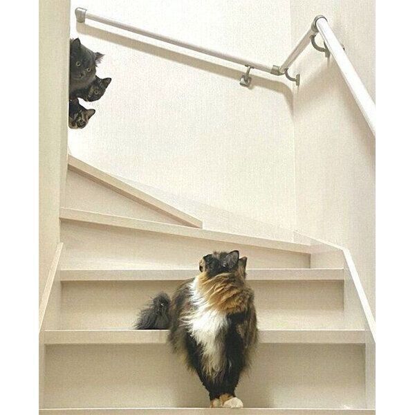 ぴのちゃんを見つめるぼんちゃん、なでぃちゃん、べてぃちゃん