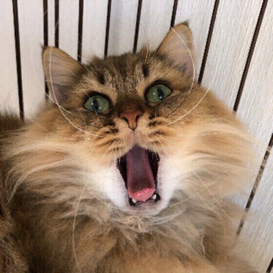 大あくびをしているペルシャ