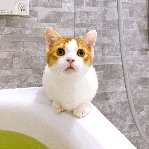飼い主さんの入浴中は、浴槽のフチで見張るもち丸くん
