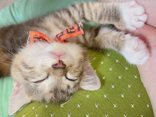 眠るシズちゃん