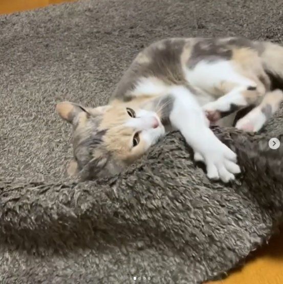 けりけりする猫