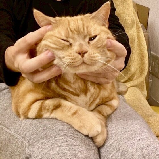 アメリカンショートヘアのペイくん