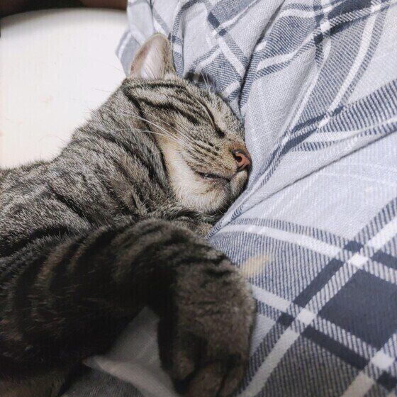 サバトラ猫のハロちゃん