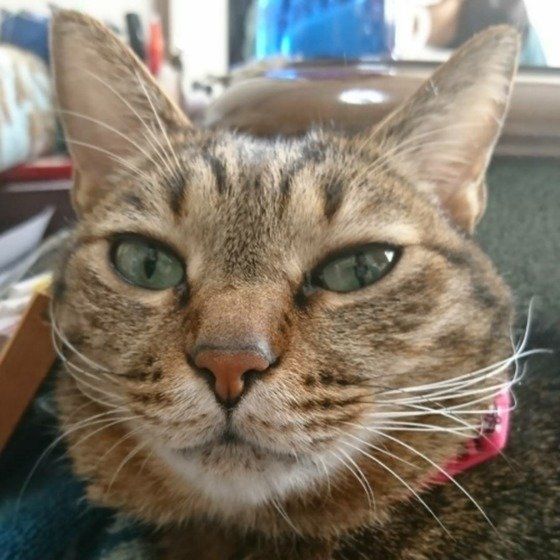 ボクが寝てたら、おとしゃんがヒゲをグイーンって撫でたの…