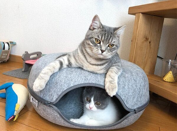 ドーナツ型のベッド「にゃんドーナツ」でくつろぐ猫たち