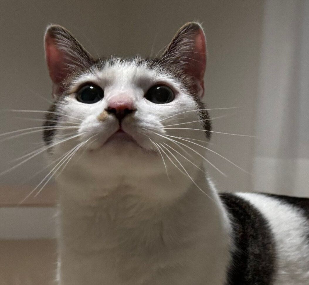 おもちゃを見て目を輝かせるようなセロイくん