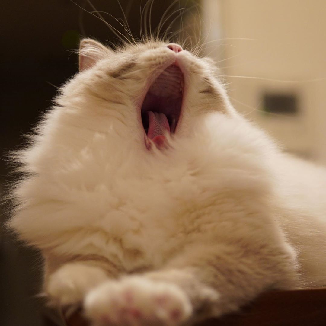 あくびする猫（ブリティッシュショートヘア、オス）