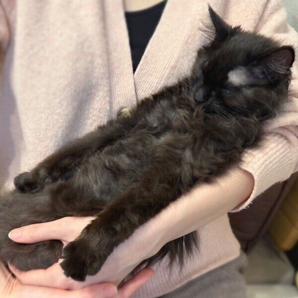 抱っこされてすやすやのちょこちゃん