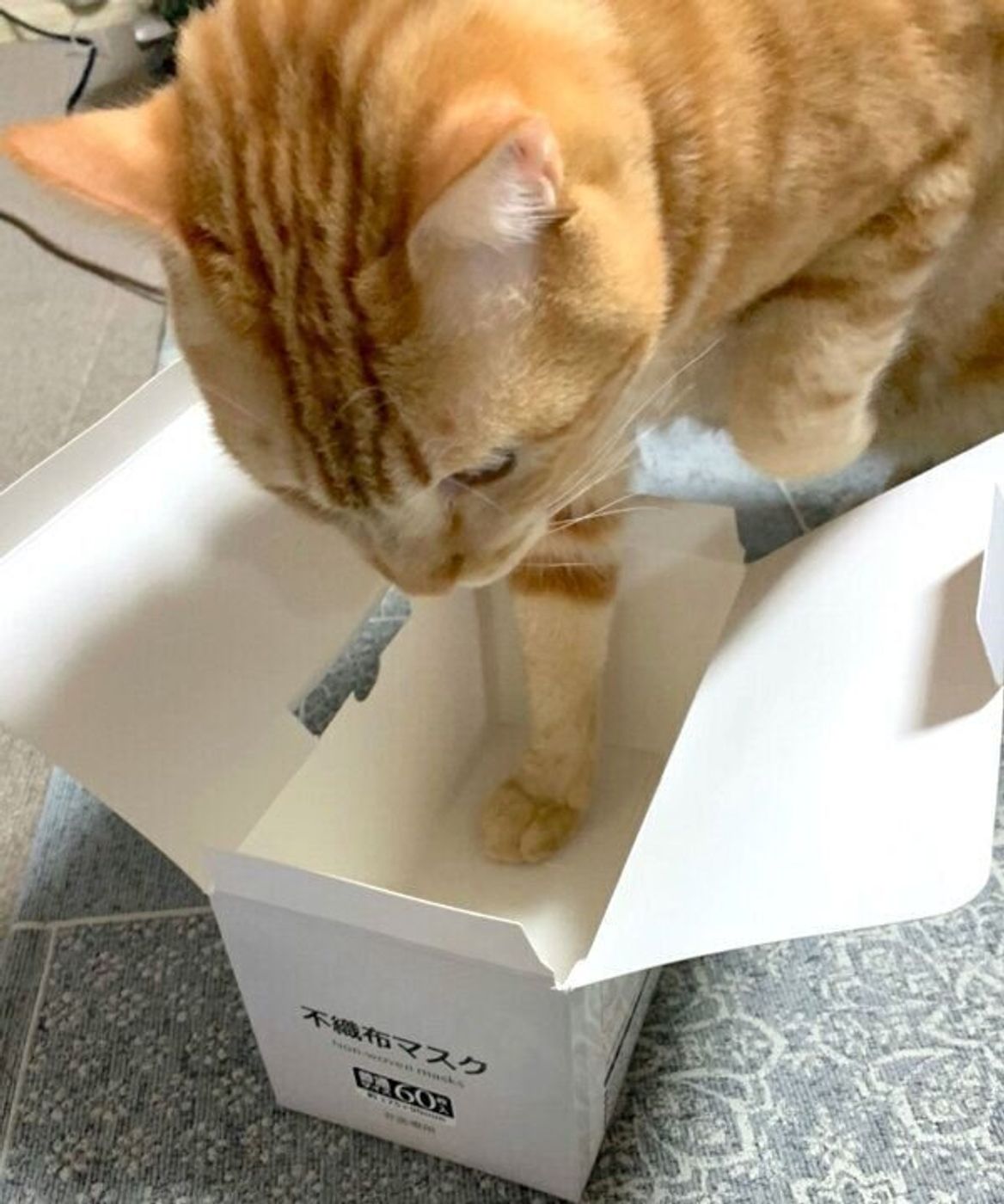 それは無理だと思う 自分の体よりも明らかに小さい箱に入ろうとする猫 ねこのきもちweb Magazine それは無理だと思う 自分の体よりも明らかに小さい箱に入ろうとする猫 ねこのきもちweb Magazine