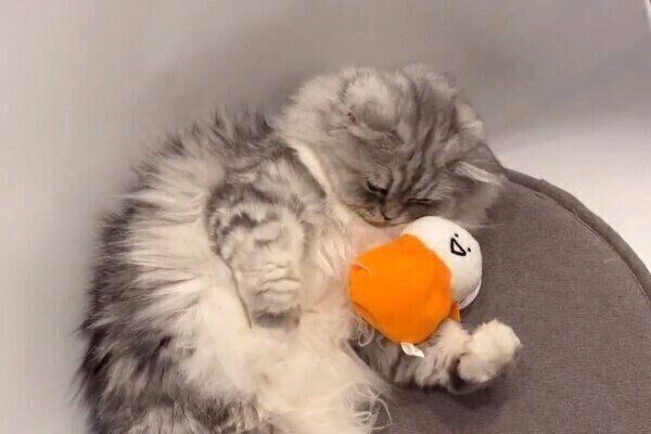 ぬいぐるみを離すこゆきちゃん