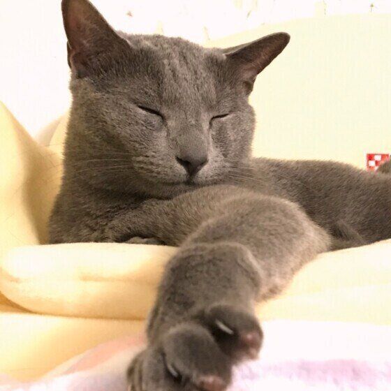 まったりするロシアンブルー