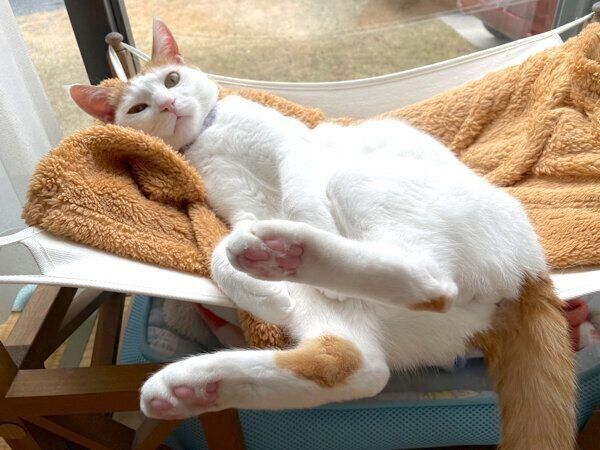 くつろぐむぎくん