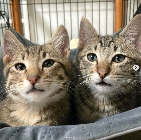 見つめるユンユンくんとヤンヤンくん