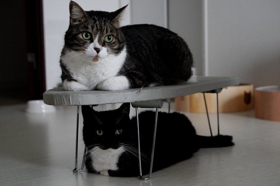 あおばくんとうにくん