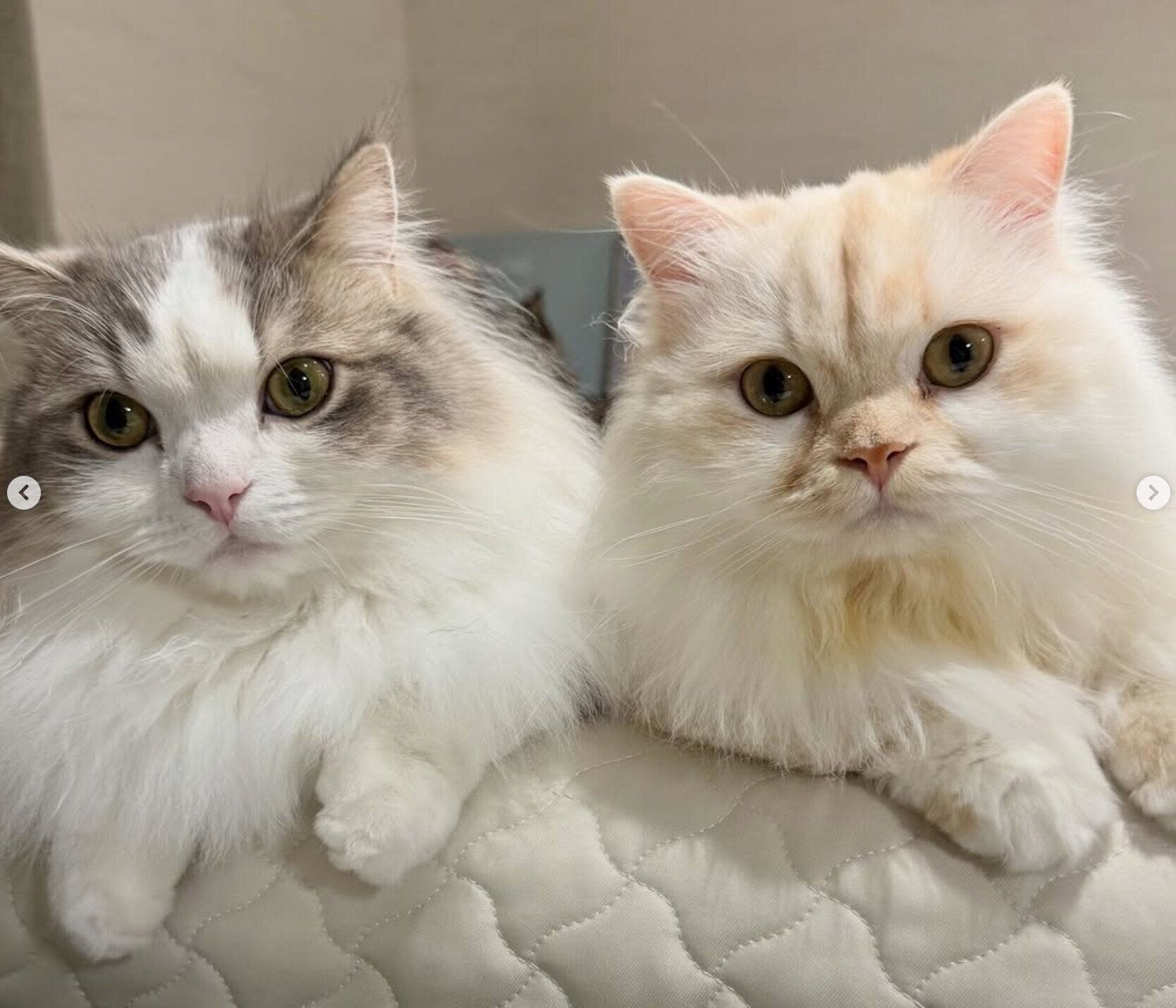 まったりするmielくん、cielくん