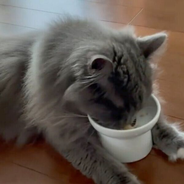 ごはんを食べるsunちゃん