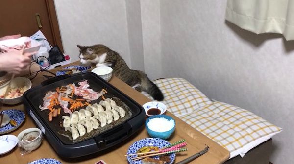 お肉が気になる猫